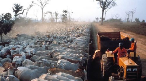 La agroindustria de Brasil se alía con ONG para exigir a Bolsonaro que frene la deforestación
