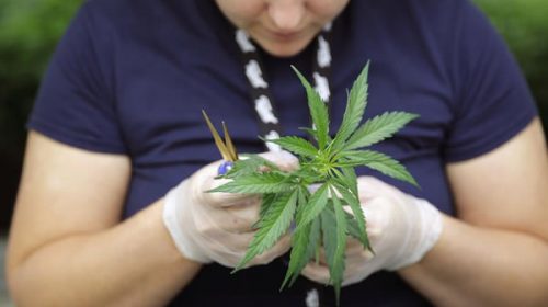 Concentración para respaldar a mujer procesada por autocultivo de marihuana