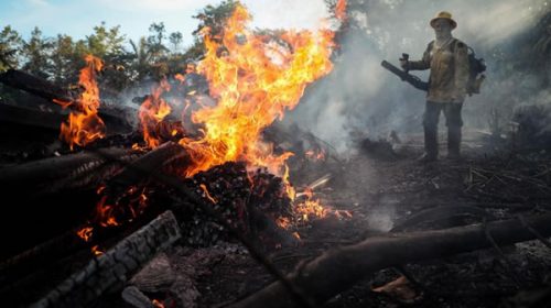 Fuerte crecimiento de la deforestación en la Amazonia