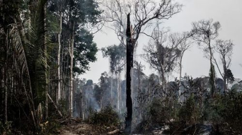 Brasil destinará u$s 250 millones de fondo Petrobras a la Amazonia
