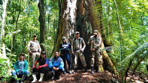 Un gigante de 88 metros: el árbol más alto de la Amazonia por suerte está a salvo de los incendios