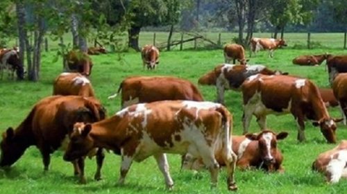 Entre Ríos se encuentra entre las provincias argentinas con mayor stock bovino