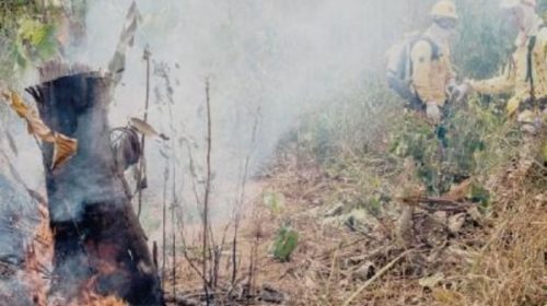 Disminuyen incendios en la Amazonia y Bolsonaro arma estrategia regional