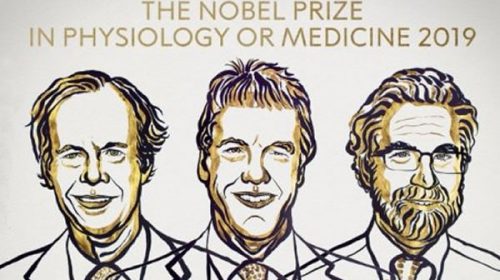 Nobel de Medicina para trío que investigó cómo se adaptan las células al oxígeno