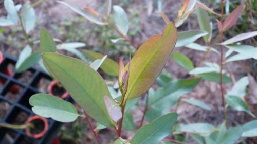 El INTA Concordia presentó dos nuevos clones híbridos de eucaliptos