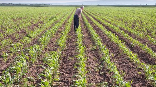 Las lluvias fomentaron la siembra de maíz en el este argentino