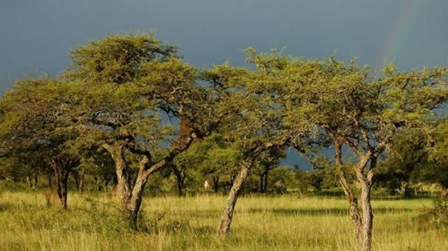 Se reactiva la ley de bosques en Entre Ríos