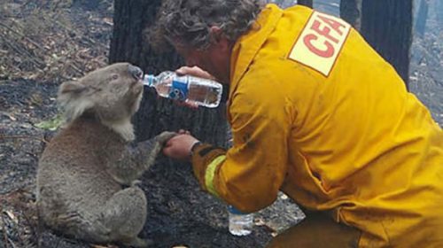 Koalas: hacia la extinción definitiva