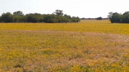 Ufólogos investigan el llamativo círculo aparecido en un campo entrerriano