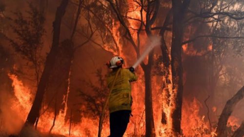 Desastre total: por el fuego, Australia sacrificará a 10.000 camellos salvajes