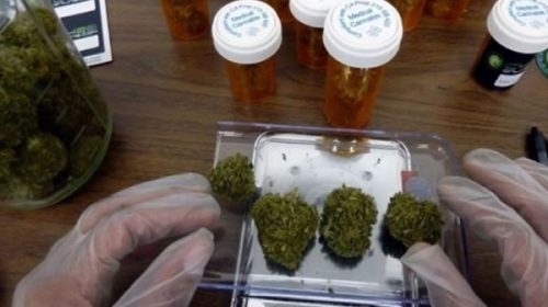 El Conicet evaluará la calidad del cannabis medicinal