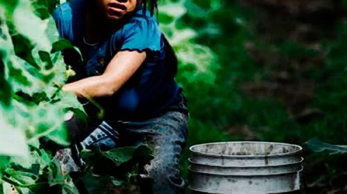 Previo a la cosecha de arándano 2020, buscan prevenir el trabajo infantil agrícola