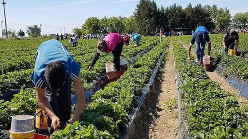 Proponen la creación de la Empresa Estatal de Alimentos