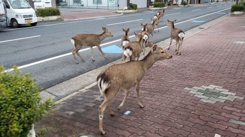 Insólito post cuarentena: alertan a la población sobre los animales en las calles