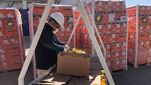 Crecieron los envíos de frutas frescas