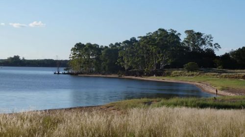 Salto Grande reforestará con especies nativas más de 70 hectáreas: se sustituirá el eucaliptus