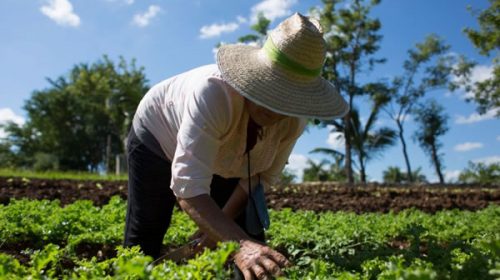 Diputados tratará un proyecto para incentivar la producción agroecológica