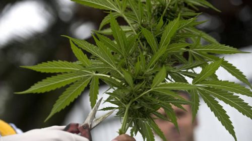 Nueva ley de cannabis medicinal: el gobierno autoriza el autocultivo controlado
