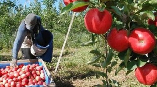 Crean programa de asistencia para productores de peras y manzanas