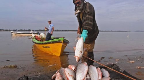 Reducen un 50 por ciento el cupo de extracción y acopio de peces en la provincia