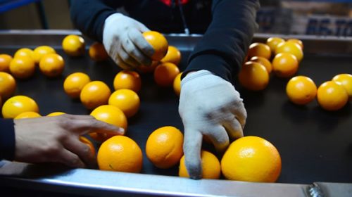 Entre Ríos solicitó regionalizar la exportación de cítricos ante la decisión tomada por la Unión Europea