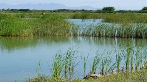 El Senado retomará esta semana el análisis del proyecto de explotación de humedales