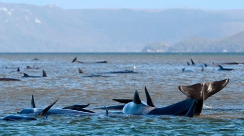 Más de 250 ballenas quedaron varadas en Australia e intentan salvarlas