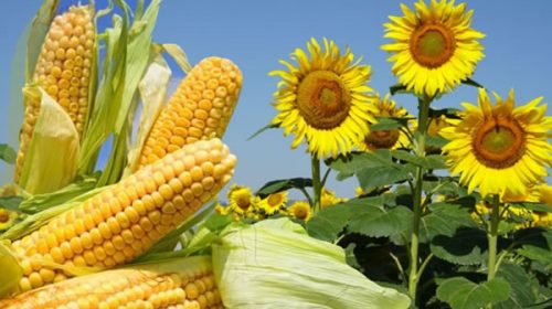 La falta de lluvias retrasa la siembra de maíz y girasol