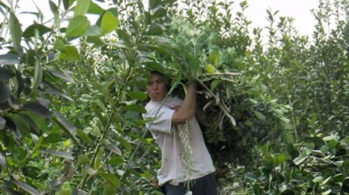 Rige hasta fines de noviembre la prohibición de cosecha de yerba mate