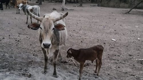 Declaran la emergencia agropecuaria en Córdoba, Corrientes y Chaco