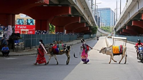 India: se popularizó la práctica de cubrirse con estiércol de vaca contra el coronavirus