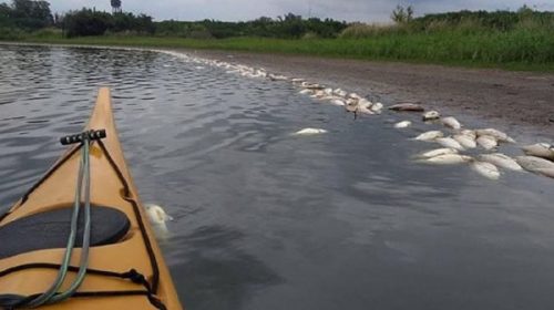 Piden información sobre la mortandad de peces en un arroyo que desemboca en el río Uruguay