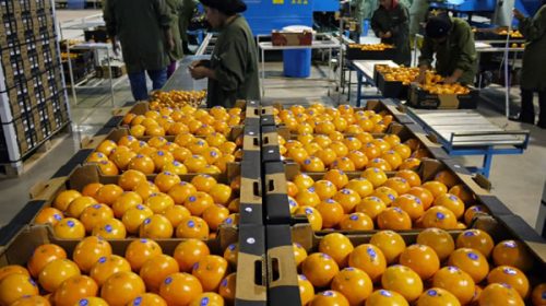 Citrus: La provincia gestiona mejoras para ampliar mercados internacionales