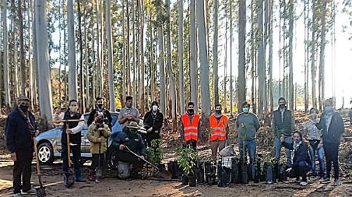 Restauran ambientalmente la región del lago de Salto Grande y plantan más de 60 especies nativas