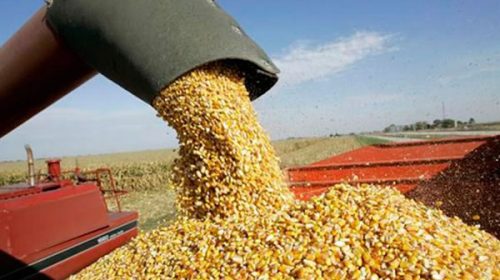 Anticipan cierre récord en cosecha de maíz y sorgo
