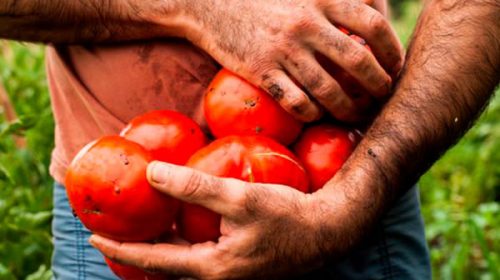 Lanzan Alta Red, la primera federación de comercializadoras cooperativas del país