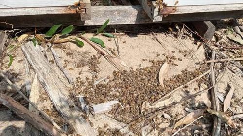 Denuncian la muerte de miles de abejas por el “uso irracional de insecticidas”
