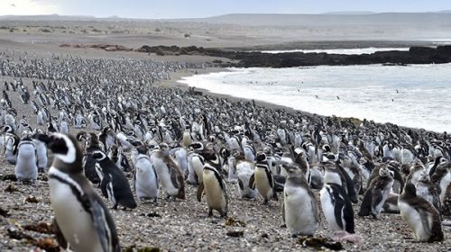 Con la llegada de los primeros pingüinos, se abrió al turismo la reserva de Punta Tombo
