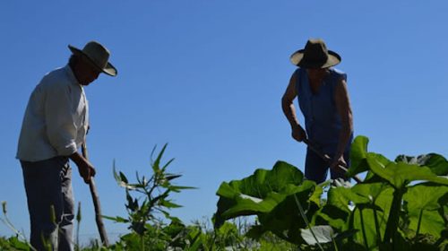 Se reactivará el monotributo social para pequeños agricultores