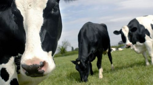Argentina abre cupo arancelario de carne vacuna para Estados Unidos