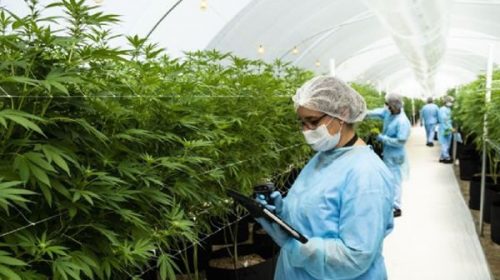 El nuevo paso de Argentina hacia el uso del cannabis medicinal: los movimientos en el Gobierno y el Congreso