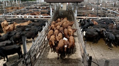 Los valores de la carne volvieron a bajar en Liniers a la espera de la reunión por precios