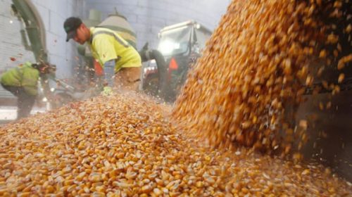 La AFIP vuelve a evitar la “fuga de granos” y detuvo la exportación de 18 camiones con maíz
