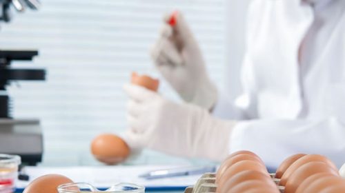Alarma en Salta ante la suba de casos por salmonella: emitieron alerta epidemiológica