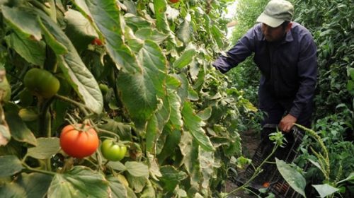 Aumentan el monto de la asistencia que brinda a trabajadores temporarios del agro