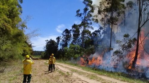 Incendio consumió alrededor de 700 hectáreas de pastizales y monte nativo en San Jaime