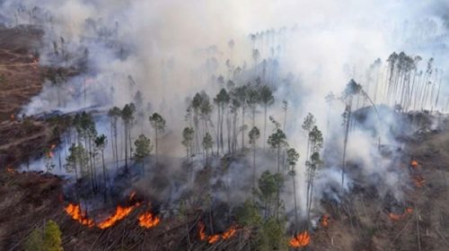 Incendios forestales: declaran por un año la emergencia ígnea en todo el país
