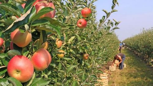 Cientos de obreros concordienses viajan al sur del país para trabajar en la cosecha de la fruta