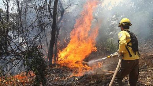 Incendios forestales: productores entrerrianos perdieron más de 1.200 millones de pesos