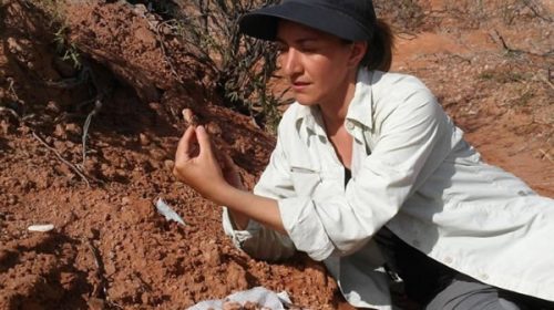 Encuentran en San Juan restos fósiles de las dos especies de pterosaurios más antiguas del hemisferio sur
